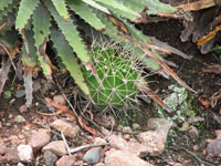 Echinopsis oxygona