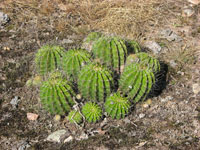 Echinopsis oxygona