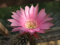 Echinopsis oxygona