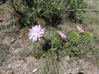 Echinopsis oxygona