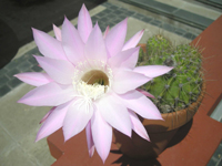 Echinopsis oxygona