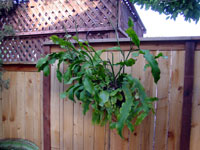 Epiphyllum oxypetalum