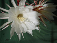 Epiphyllum oxypetalum