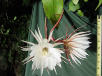 Epiphyllum oxypetalum