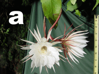 Epiphyllum oxypetalum