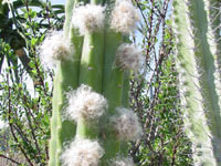 Echinopsis pachanoi