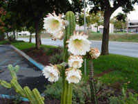 Echinopsis pachanoi