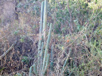 Echinopsis pachanoi