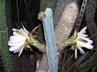 Echinopsis pachanoi