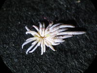 Epithelantha pachyrhiza