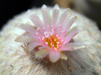 Epithelantha pachyrhiza