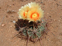 Echinocactus parryi