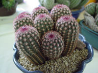 Echinocereus pectinatus