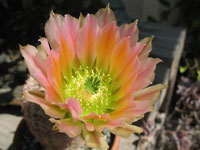 Echinocereus pectinatus