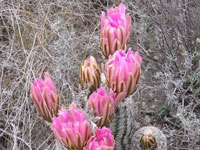 Echinocereus pectinatus