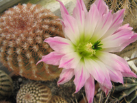 Echinocereus pectinatus