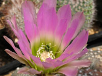 Echinocereus pectinatus