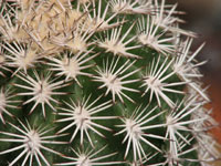 Echinocereus pectinatus