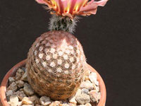 Echinocereus pectinatus