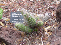 Echinocereus pensilis