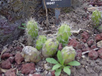 Echinocereus pensilis