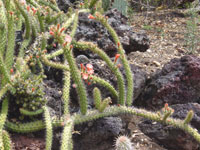 Echinocereus pensilis