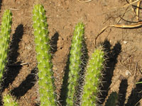 Echinocereus pensilis