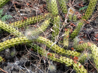 Echinocereus pensilis