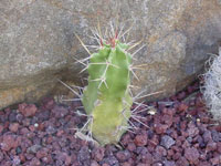 Echinocereus pentalophus