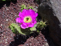 Echinocereus pentalophus