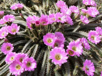 Echinocereus pentalophus