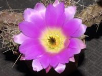 Echinocereus pentalophus