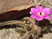 Echinocereus pentalophus