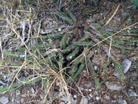 Echinocereus pentalophus