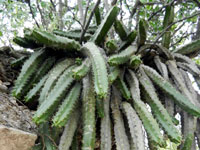 Echinocereus pentalophus