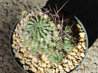 Echinopsis pentlandii