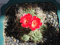 Echinopsis pentlandii