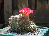 Echinopsis pentlandii