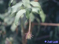 Epiphyllum oxypetalum