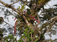 Epiphyllum phyllanthus