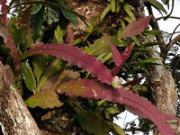 Epiphyllum phyllanthus