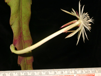 Epiphyllum pittieri