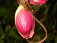 Epiphyllum pittieri