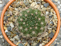 Echinopsis pojoensis