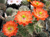 Echinocereus polyacanthus