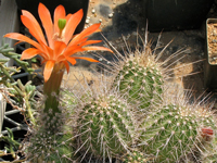 Echinocereus polyacanthus