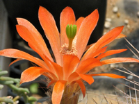 Echinocereus polyacanthus