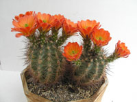 Echinocereus polyacanthus