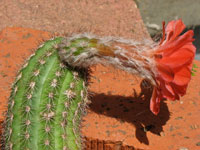 Echinocereus polyacanthus