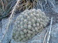 Echinocereus polyacanthus